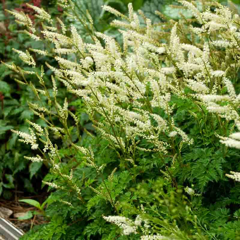 Aruncus aethusifolius Staude